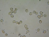 Entoloma ortonii image