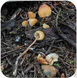 Psilocybe pelliculosa image