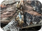 Psilocybe pelliculosa image