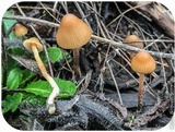 Psilocybe pelliculosa image