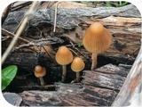 Psilocybe pelliculosa image
