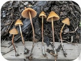 Psilocybe pelliculosa image
