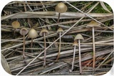 Psilocybe pelliculosa image