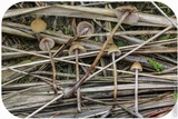 Psilocybe pelliculosa image