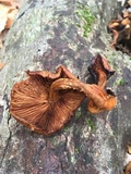 Gymnopilus liquiritiae image