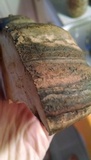 Fomitopsis ochracea image