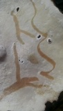 Fomitopsis ochracea image