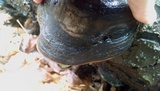 Fomitopsis ochracea image