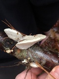 Tyromyces chioneus image