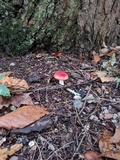 Russula cystidiosa image