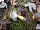 Gomphidius glutinosus image