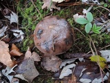 Gomphidius glutinosus image