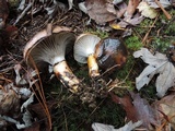 Gomphidius glutinosus image