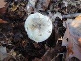 Tricholoma portentosum image