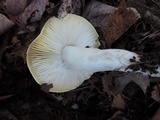 Tricholoma portentosum image