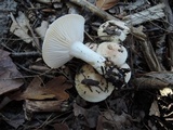 Hygrophorus roseobrunneus image