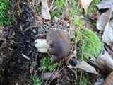 Hygrophorus camarophyllus image