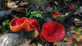 Sarcoscypha austriaca image