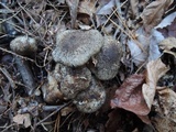 Hygrophorus camarophyllus image