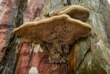 Coriolopsis gallica image
