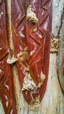 Coriolopsis gallica image