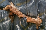 Coriolopsis gallica image