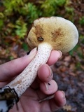 Suillus placidus image