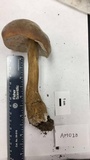 Tylopilus rubrobrunneus image
