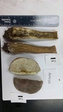 Tylopilus rubrobrunneus image