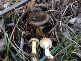 Hygrophorus hypothejus image