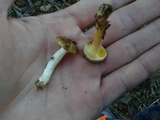 Hygrophorus hypothejus image