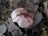 Hygrophorus erubescens image