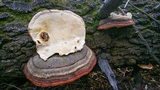 Fomitopsis schrenkii image