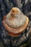 Fomitopsis schrenkii image