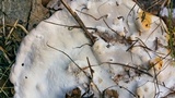 Fomitopsis schrenkii image