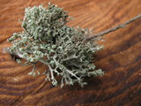 Ramalina pollinaria image