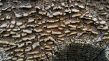 Trichaptum abietinum image