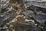 Trichaptum abietinum image