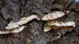Trichaptum abietinum image