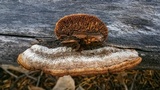Gloeophyllum sepiarium image