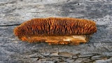 Gloeophyllum sepiarium image
