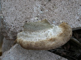 Coriolopsis gallica image