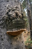 Phellinus tremulae image