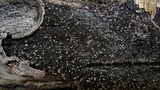 Sclerencoelia pruinosa image