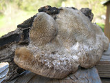Coriolopsis gallica image