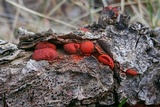 Endothiella singularis image