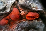 Endothiella singularis image