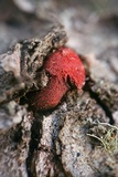 Endothiella singularis image
