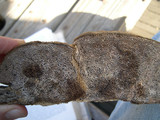 Coriolopsis gallica image