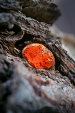 Endothiella singularis image